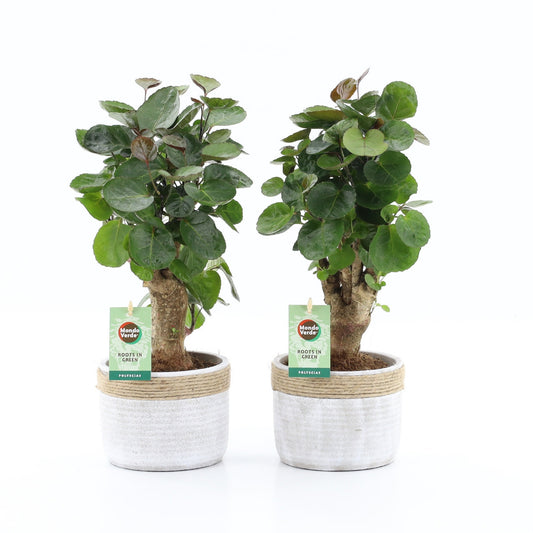 Polyscias Fabian 40cm 13cm Pot