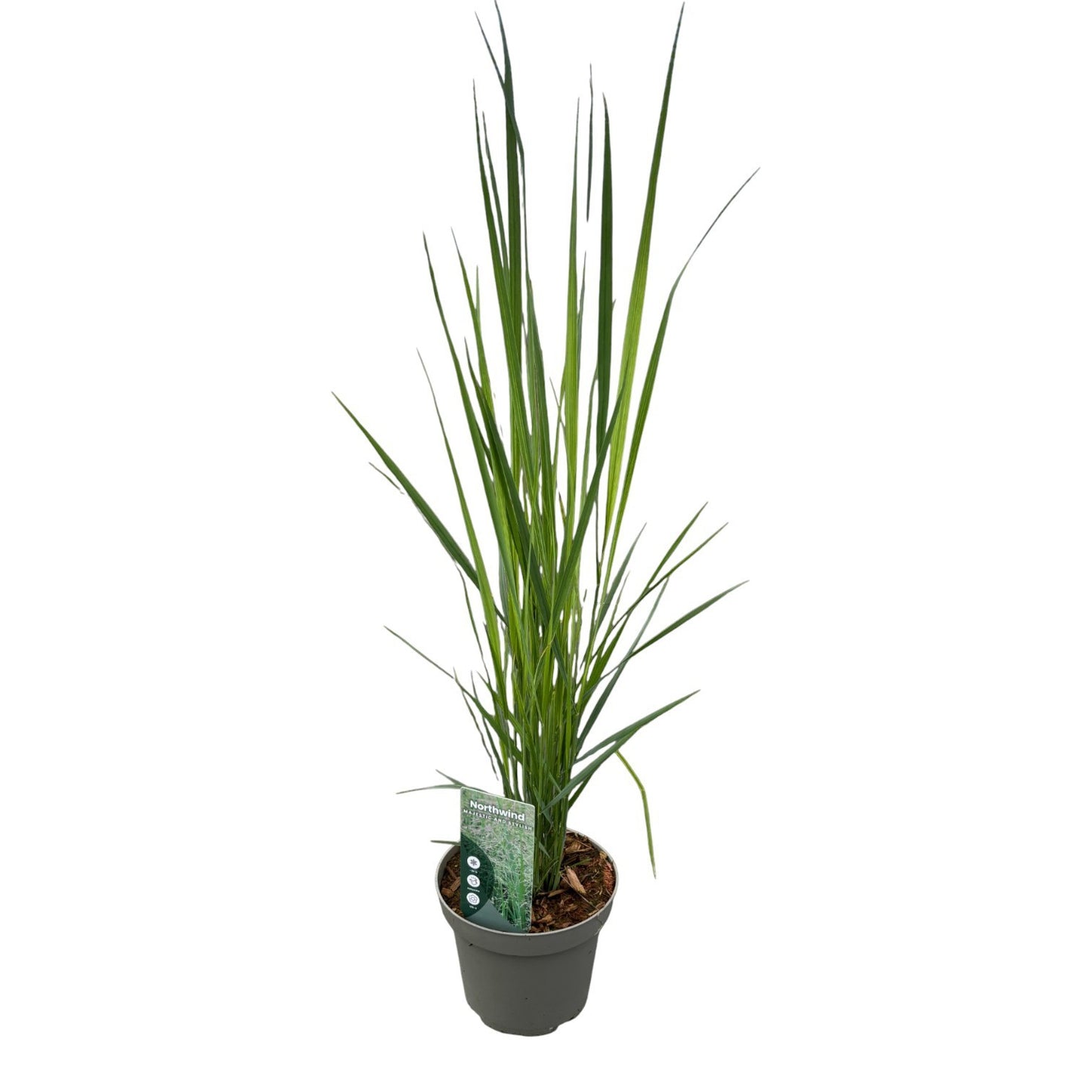 Panicum virgatum 40cm 14cm Pot