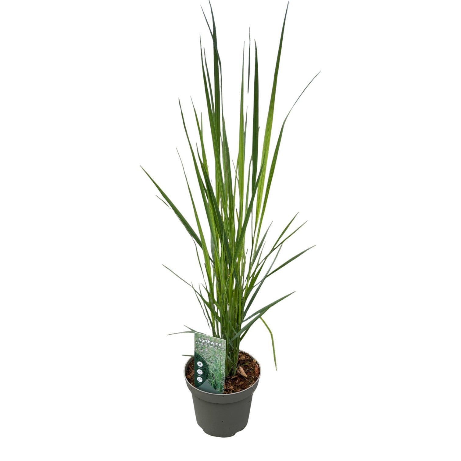 Panicum virgatum 40cm 14cm Pot
