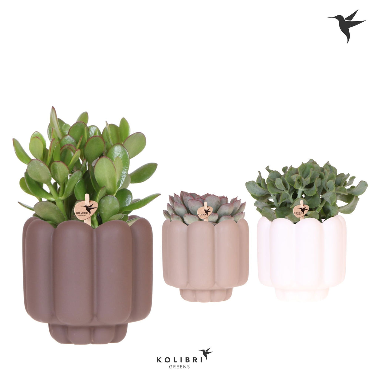 Succulent mix 26cm 12cm Pot