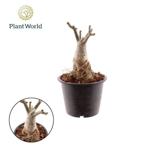Adenium obesum 30cm 19cm Pot
