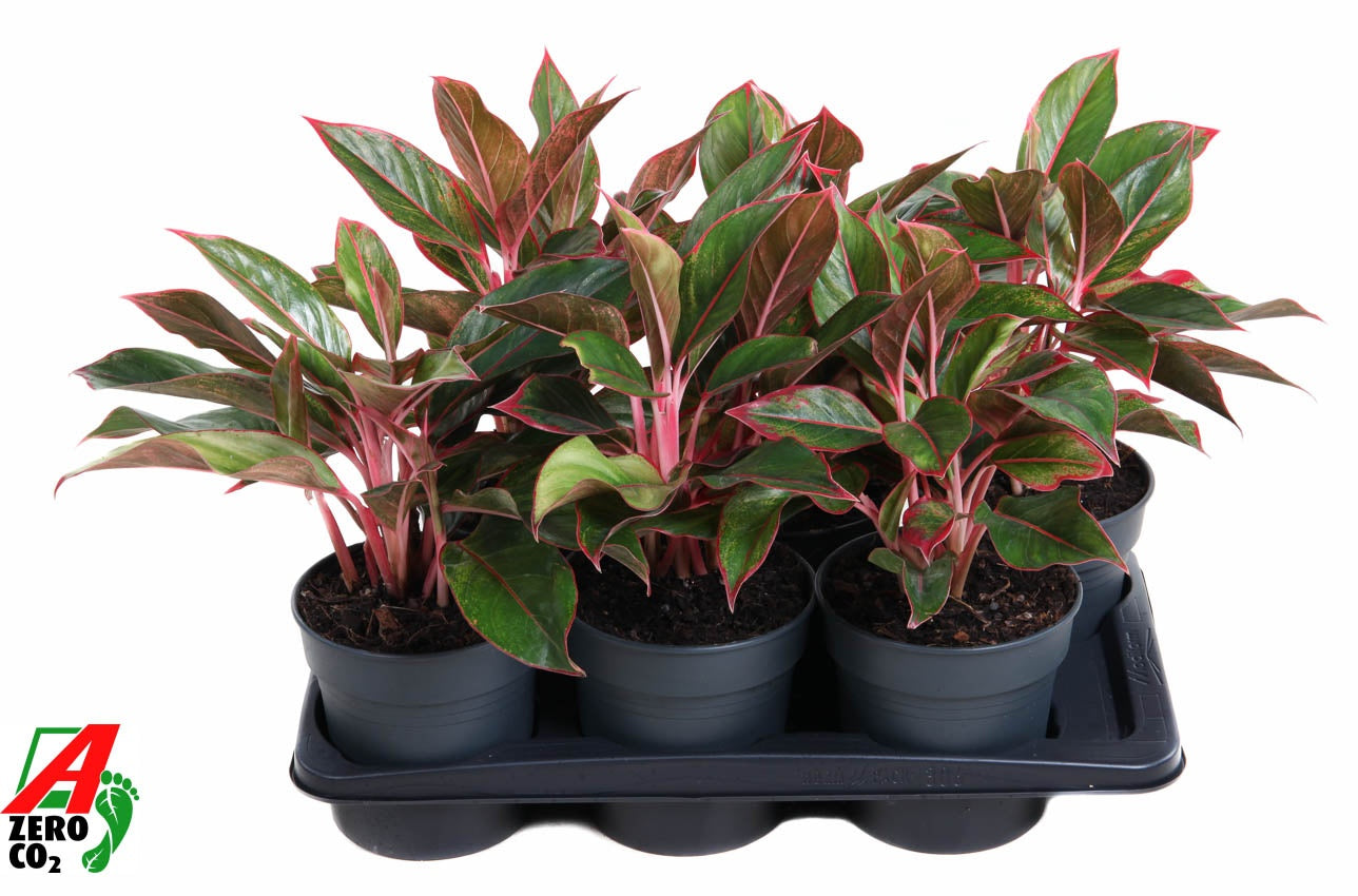 Aglaonema Hybrid 40cm 17cm Pot