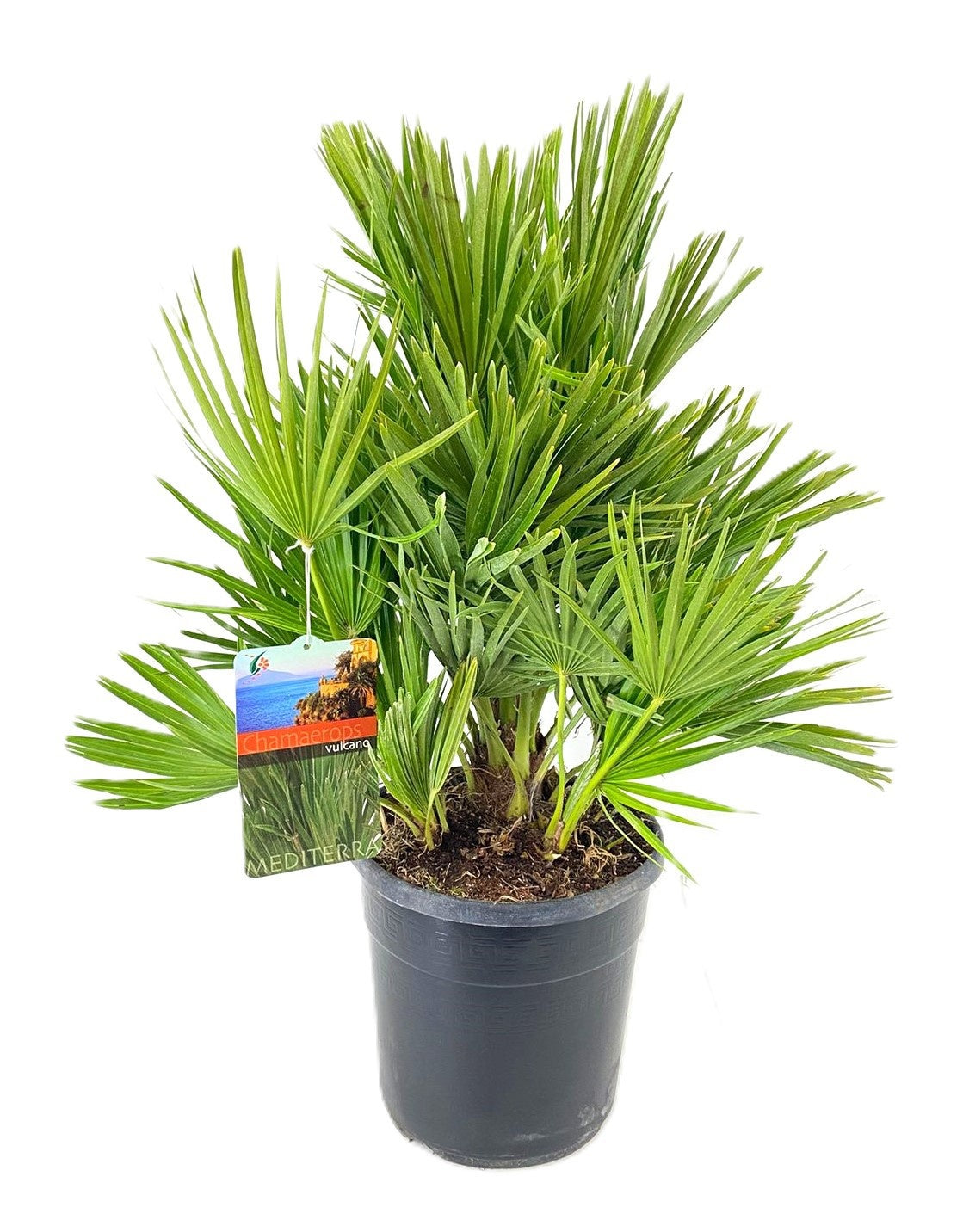 Chamaerops humilis 65cm 24cm Pot