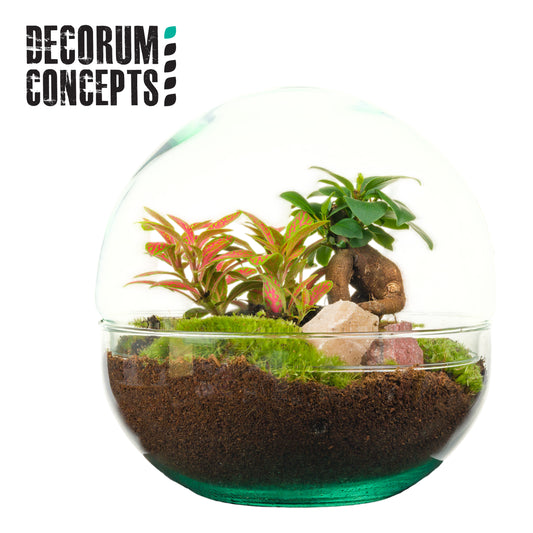 arr. Terrarium Earth 20cm Pot