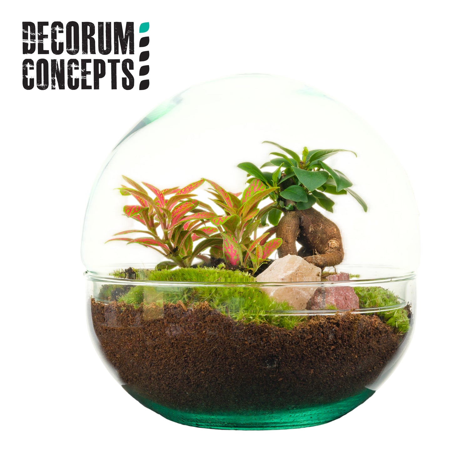 Duijn-Hove BV, kwekerij arr. Terrarium Earth Pack of 1