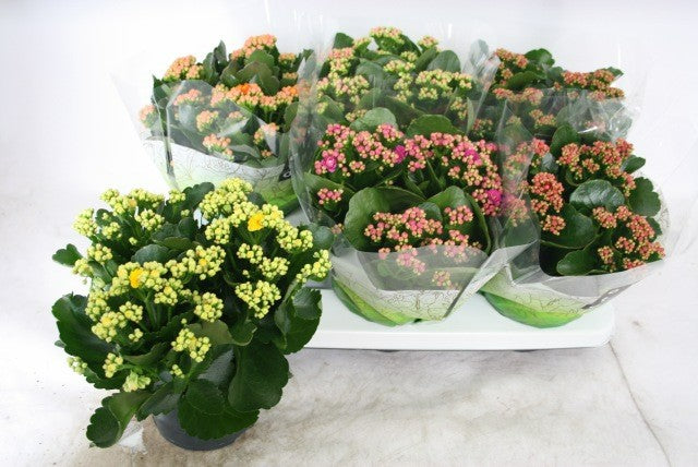 Olsthoorn & Zn BV, Tinus Kal. gevuld mix Pack of 6