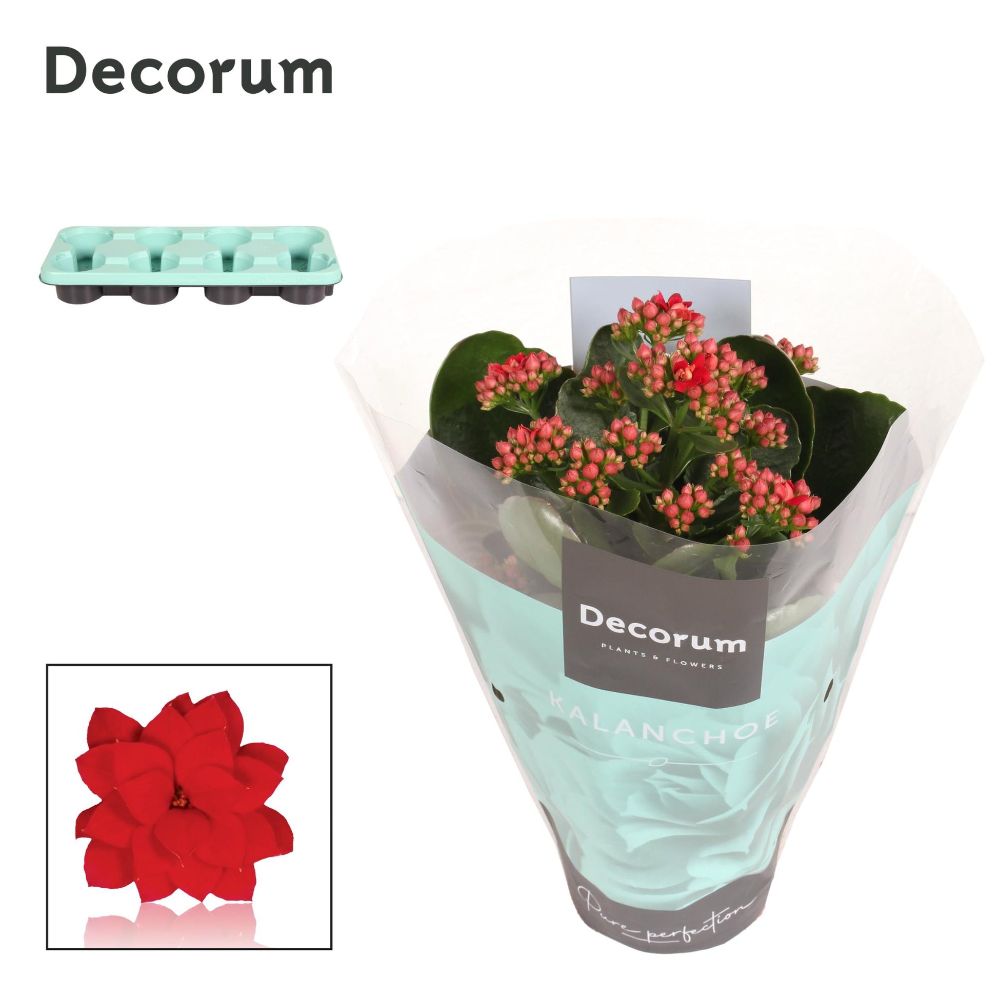Kalanchoe red decorum 24cm 12cm Pot