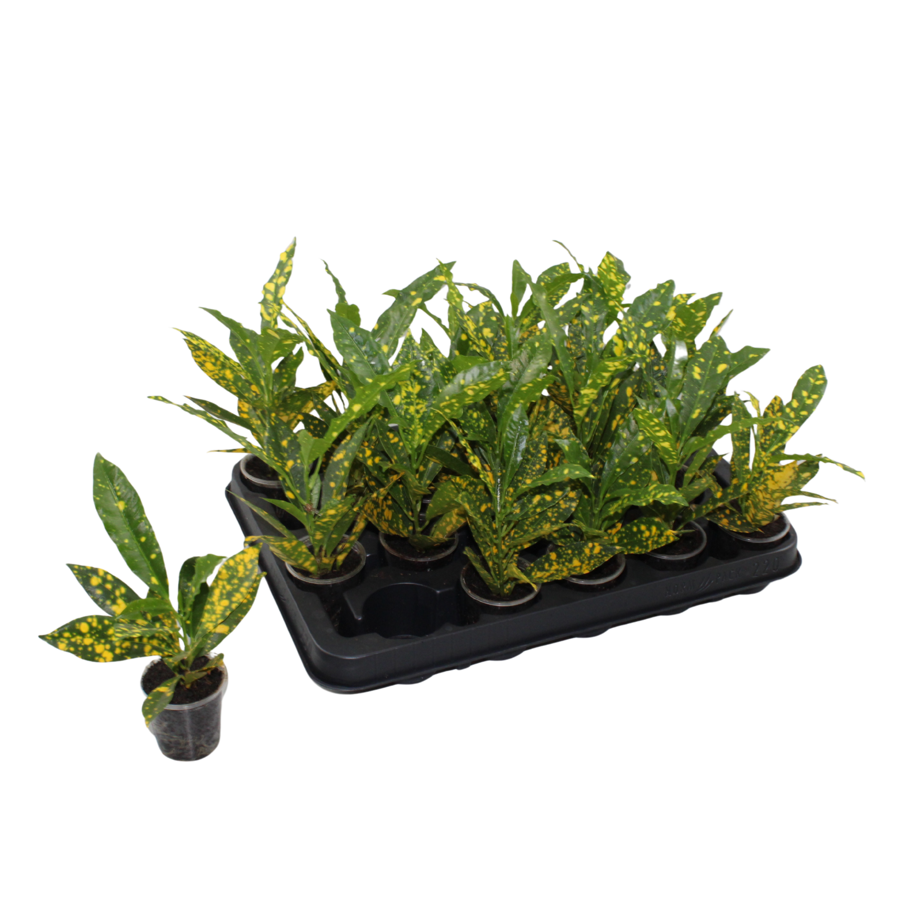 Codiaeum Gold Sun 12cm 6cm Pot