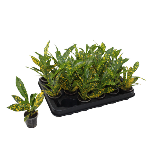 Codiaeum Gold Sun 12cm 6cm Pot
