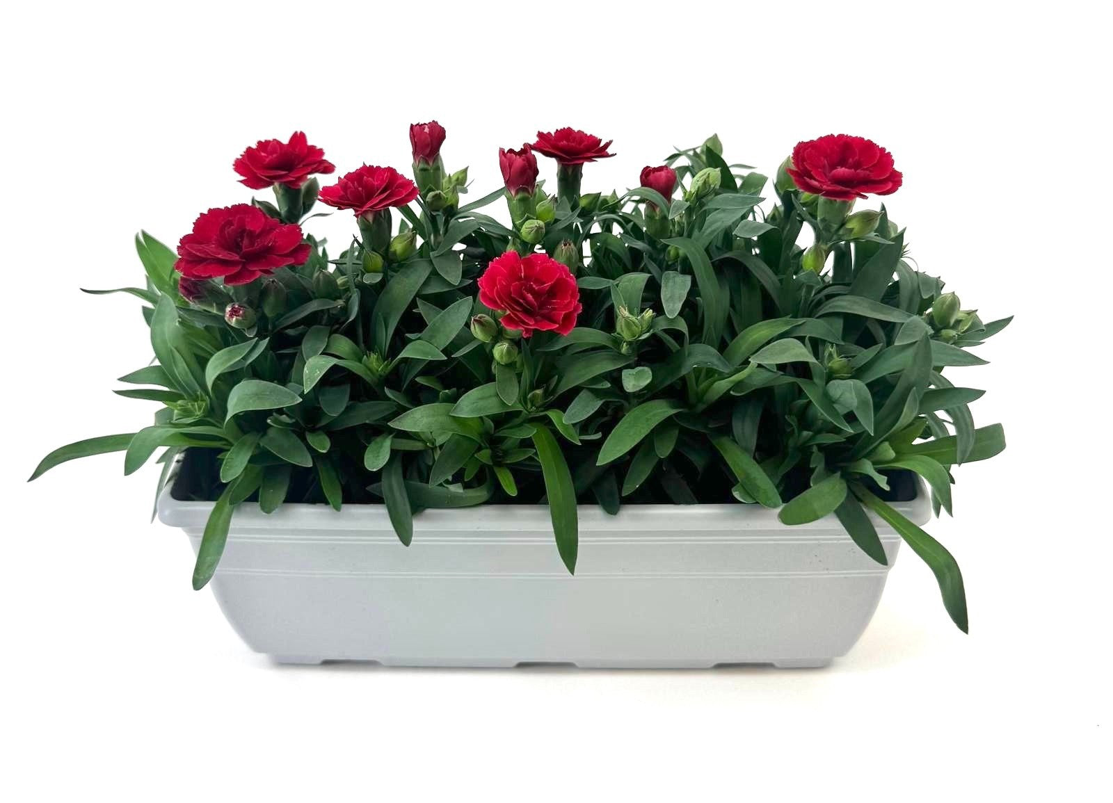 Dianthus Oscar Cherry 24cm 27cm Pot