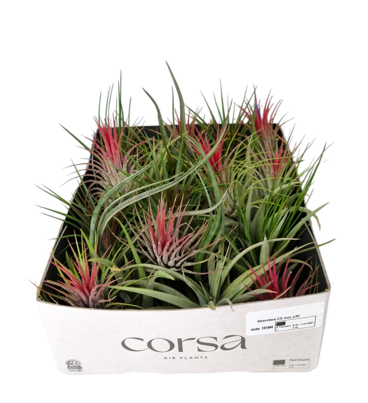 Corsaplant Tillandsia ionantha Pack of 30