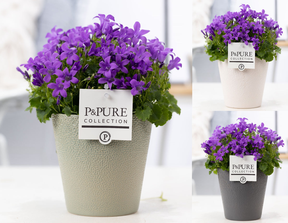 Campanula Porto 22cm 13cm Pot
