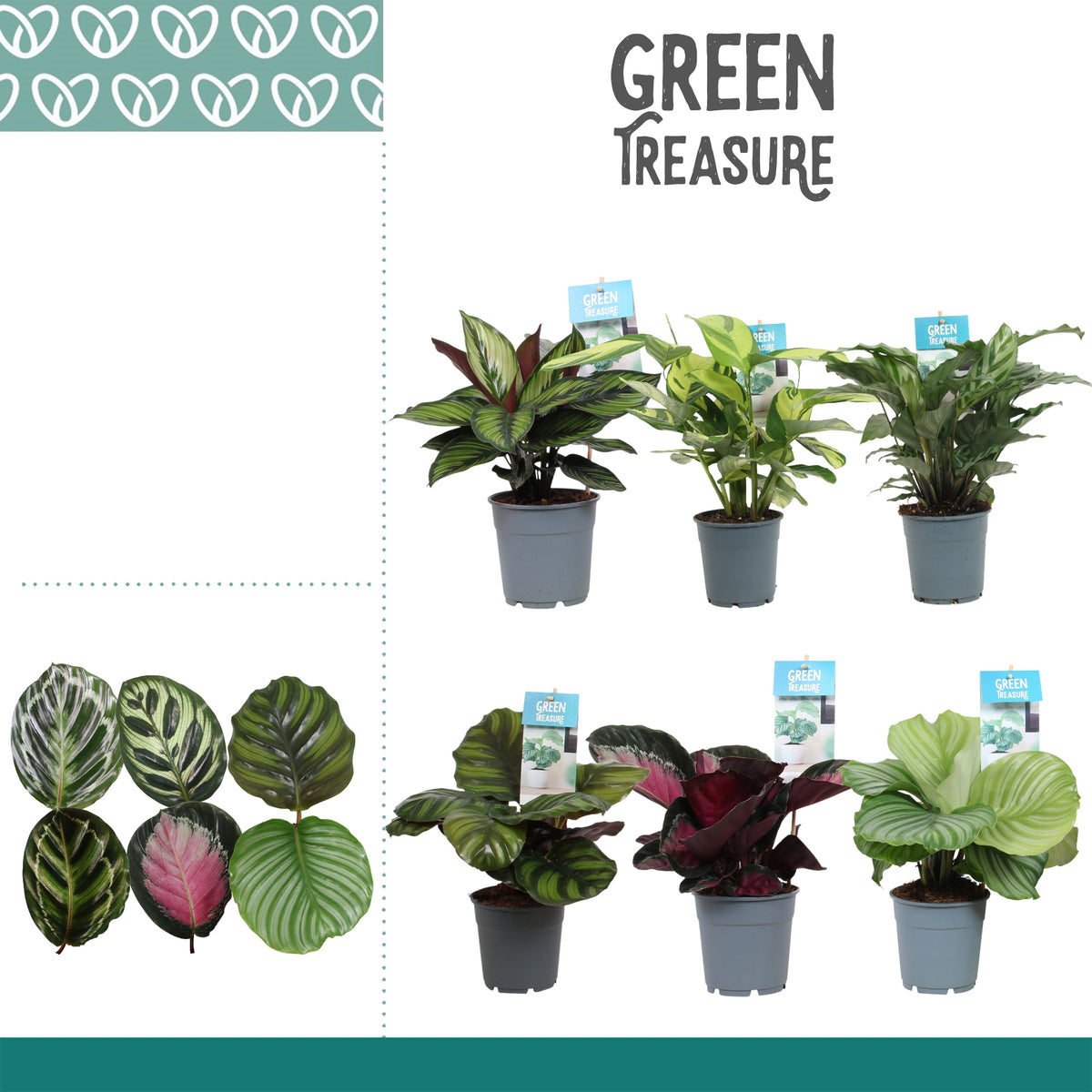 Calathea mix 30cm 12cm Pot