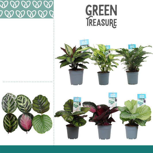 Calathea mix 30cm 12cm Pot