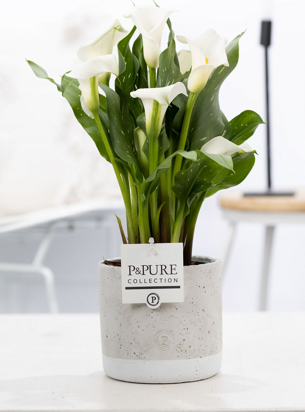 Zantedeschia Crystal Blush 40cm 12cm Pot
