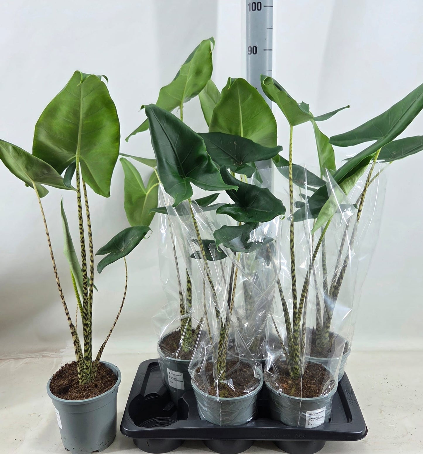 Alocasia Zebrina 80cm 17cm Pot