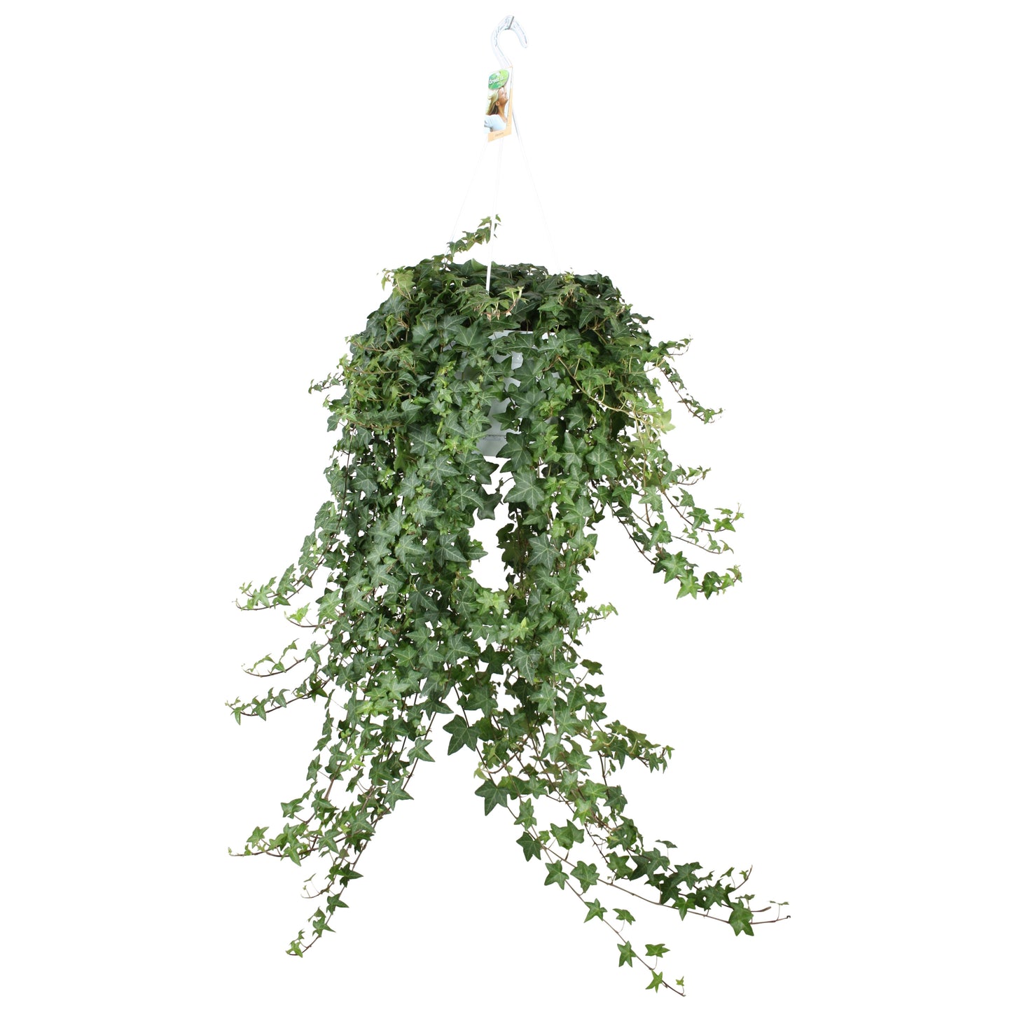 Hedera helix green 24cm Pot