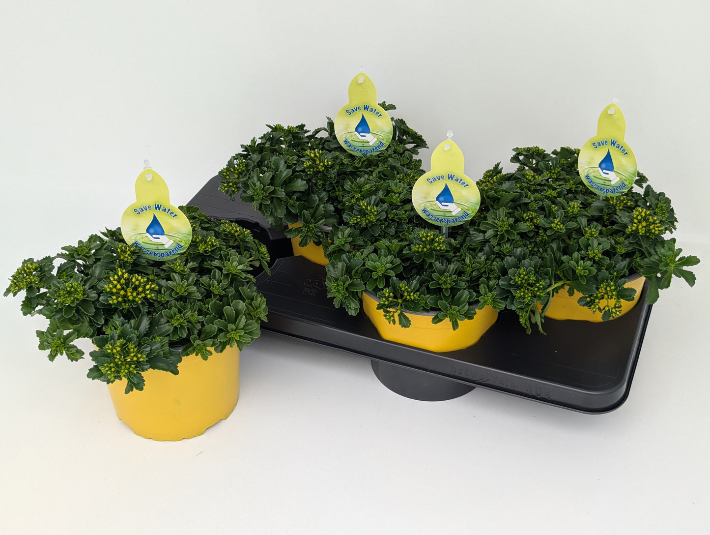 Sedum kamtschaticum 32cm 17cm Pot