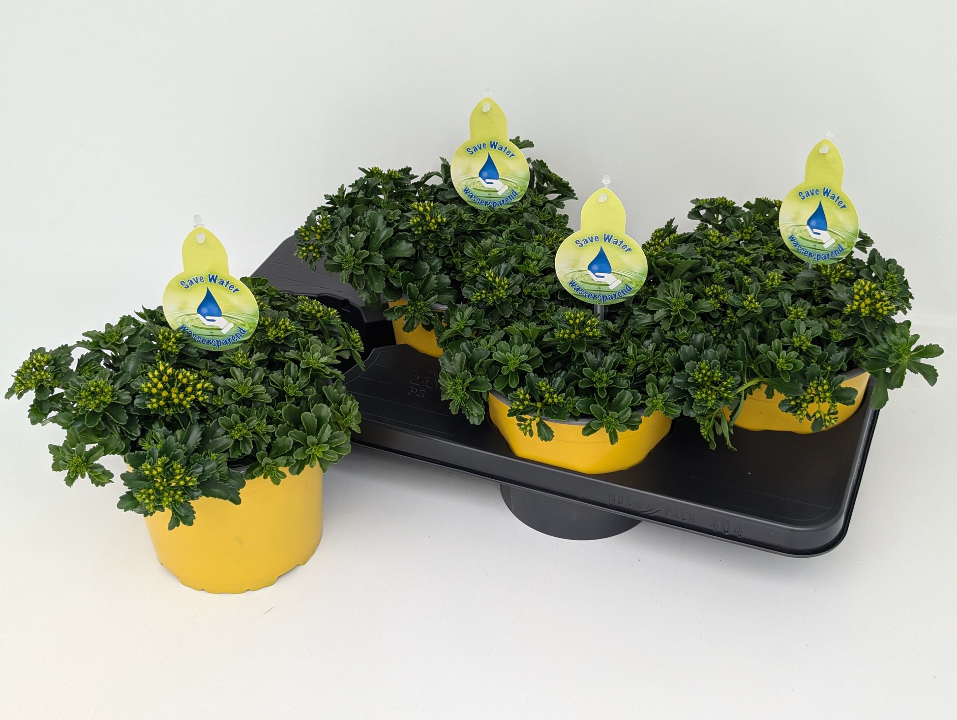 Sedum kamtschaticum 32cm 17cm Pot