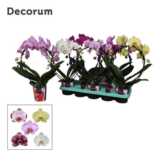 Phalaenopsis Elegant cascade 55cm 12cm Pot