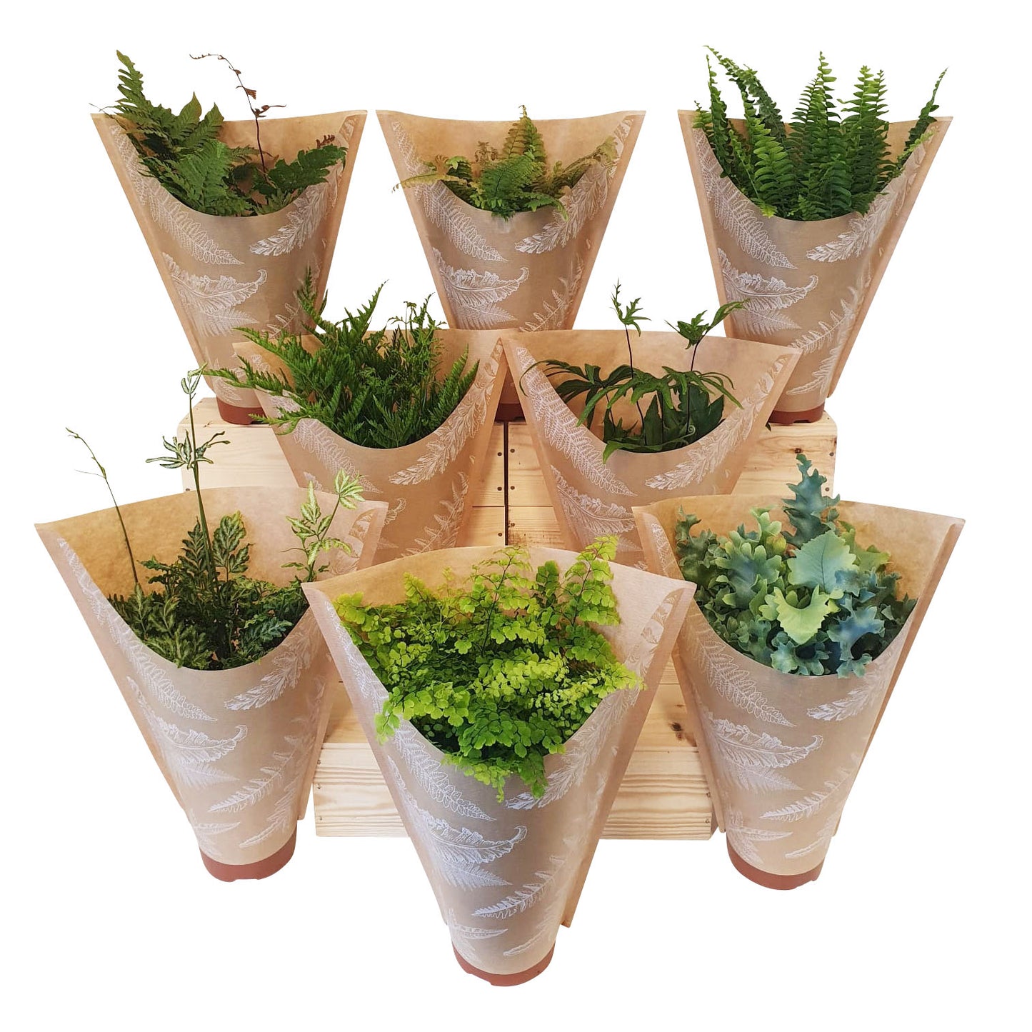 Ferns mix 35cm 12cm Pot