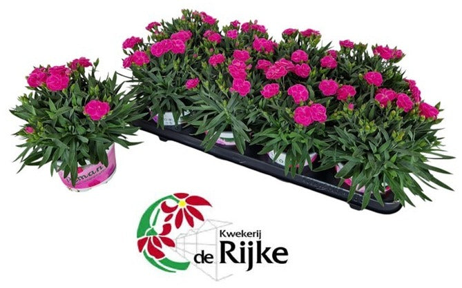 Dianthus Peman Violet 24cm 12cm Pot