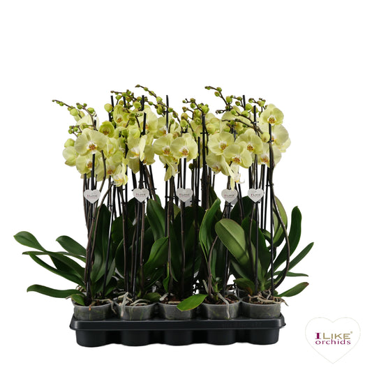 Phalaenopsis yellow 75cm 12cm Pot