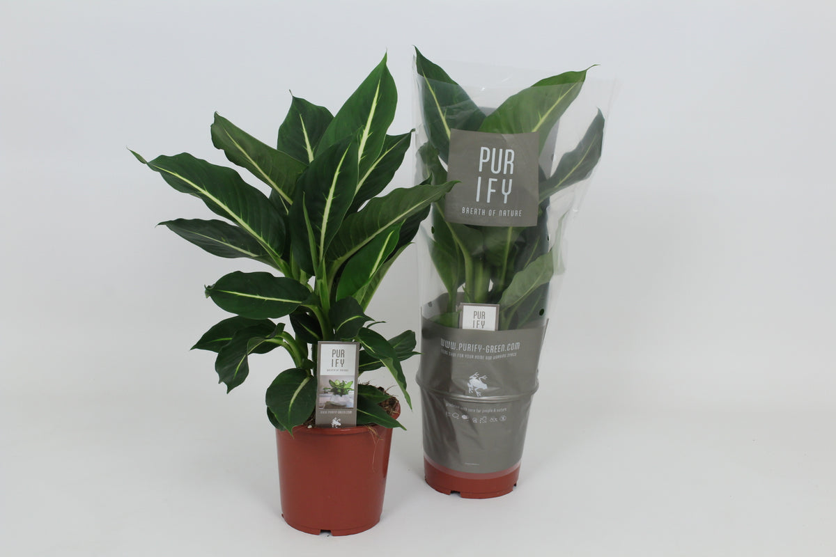 Dieffenbachia Green Magic 55cm 17cm Pot