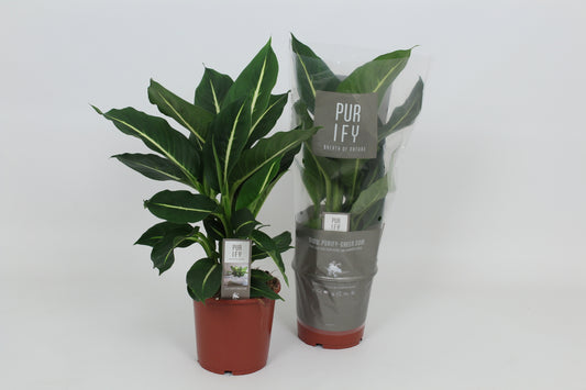 Dieffenbachia Green Magic 55cm 17cm Pot
