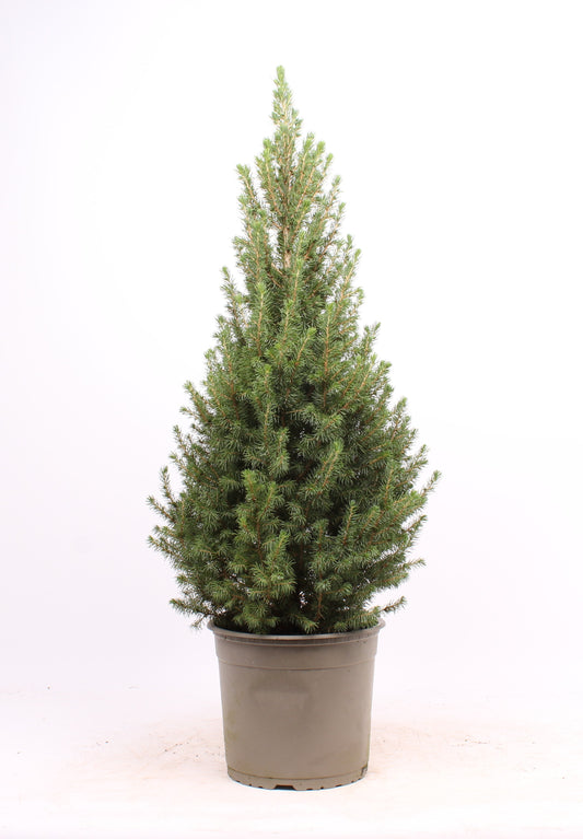Picea glauca Conica 70cm 23cm Pot