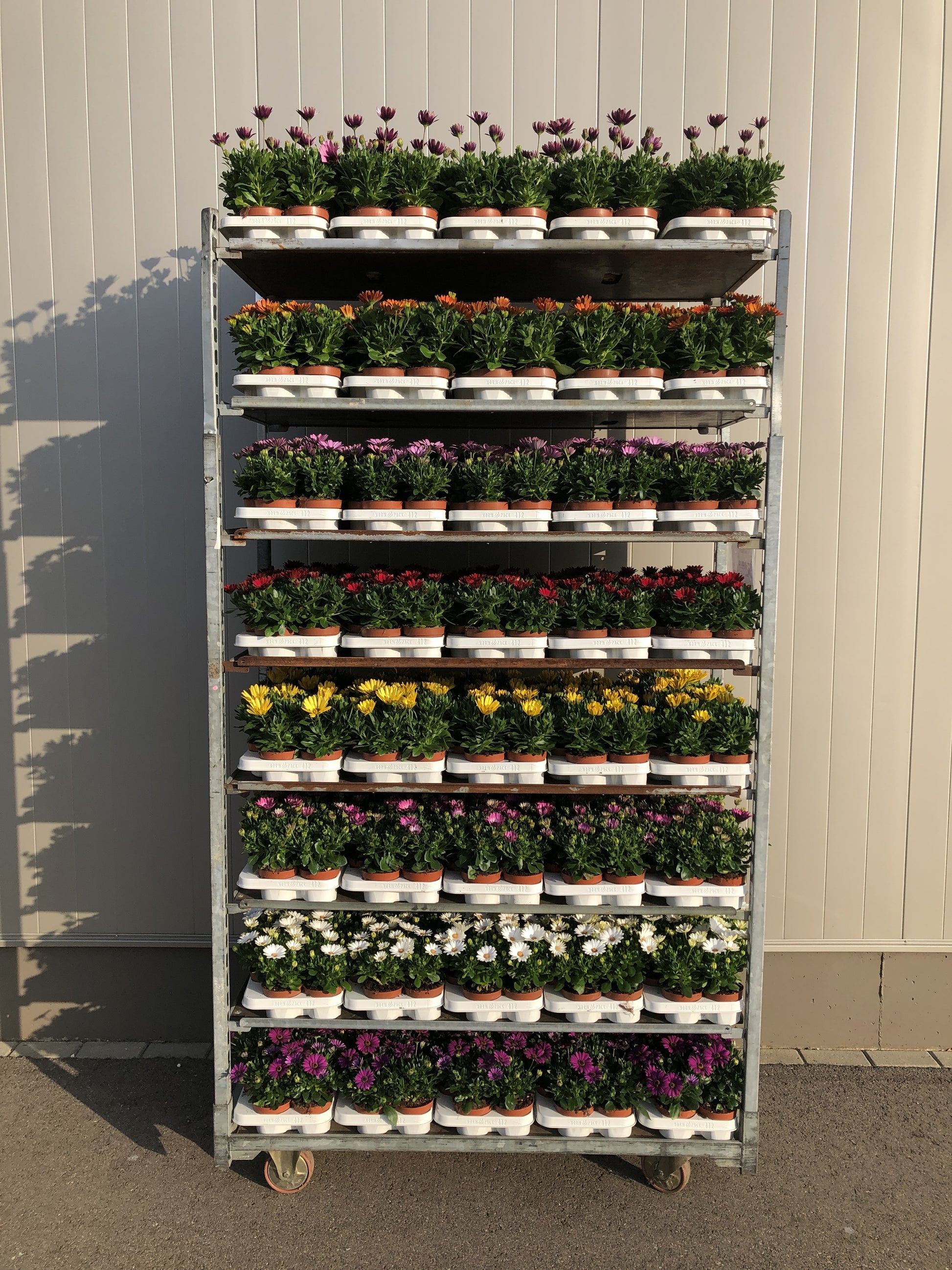 Osteospermum Margarita mix 17cm 510cm Pot