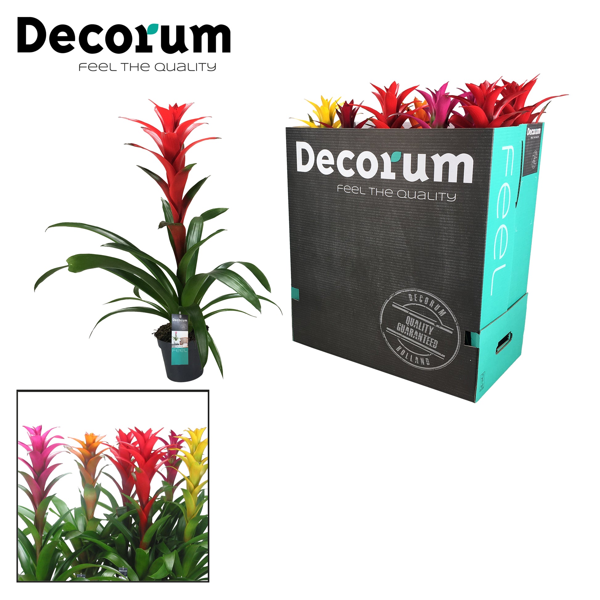 Guzmania mix 65cm 13cm Pot