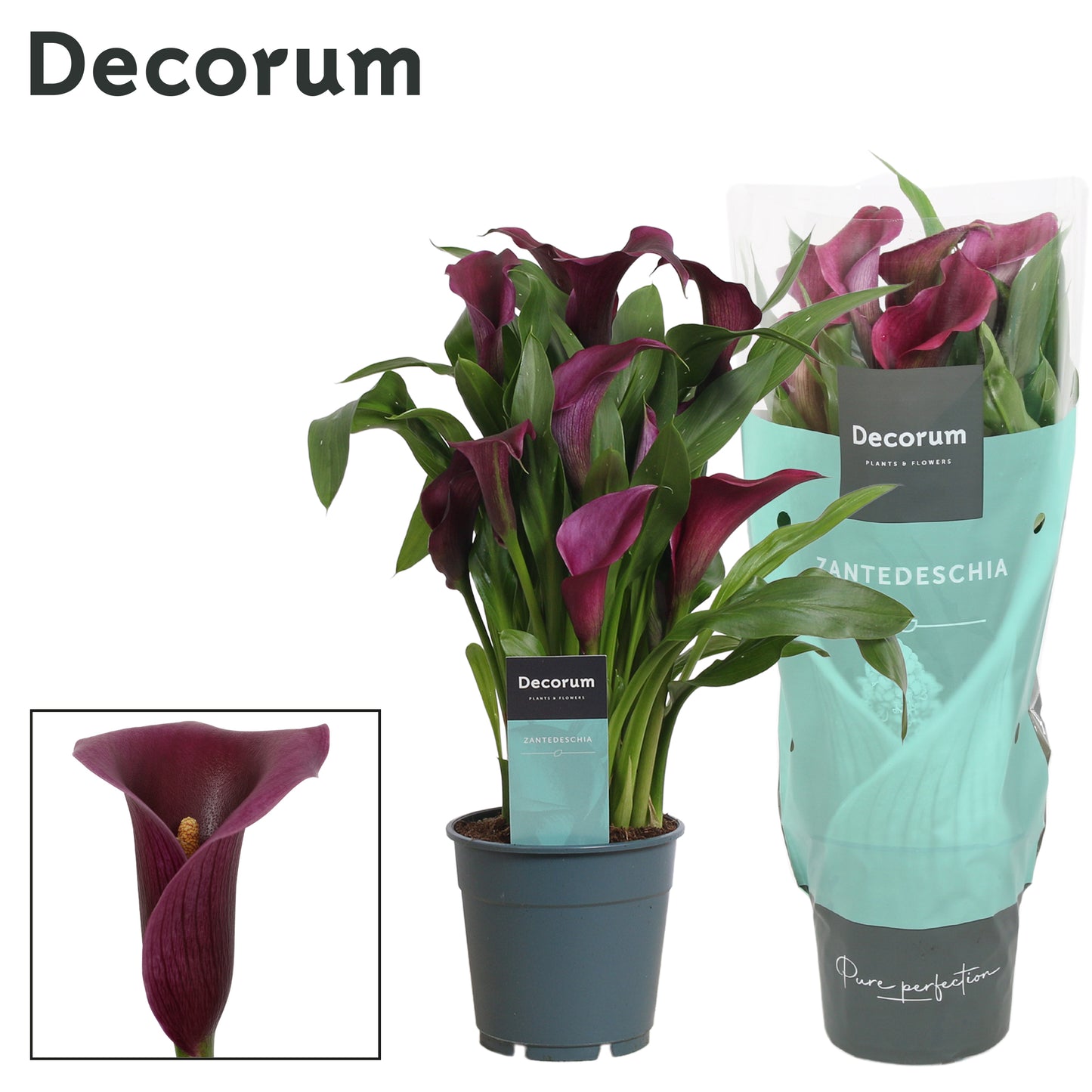 Zantedeschia purple 35cm 12cm Pot