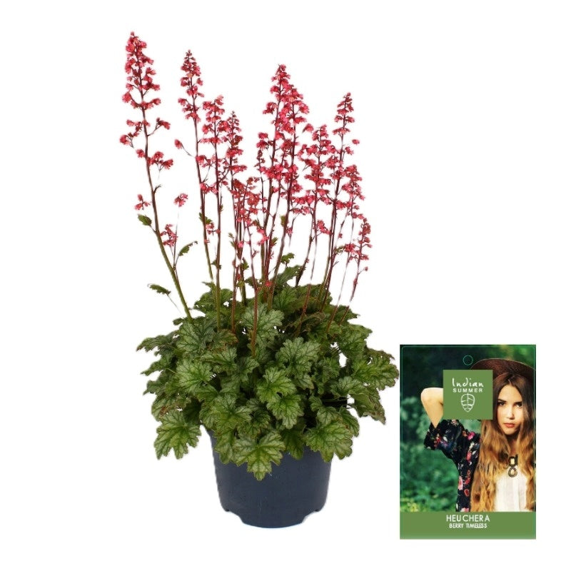 Heuchera Ind. Summer Berry Timeless 55cm 19cm Pot