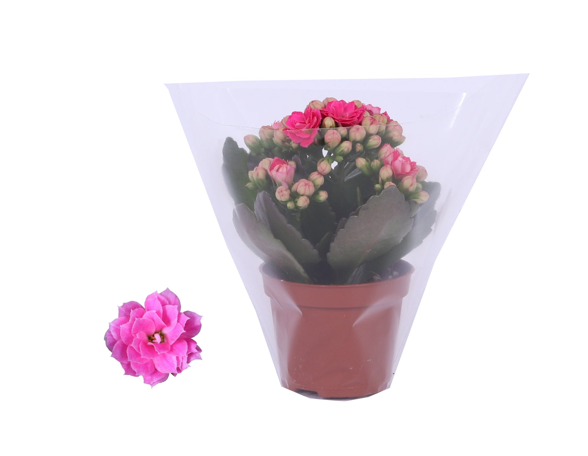 Kalanchoe Rosalina Don Nando 12cm 6cm Pot