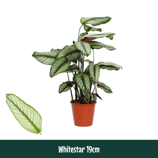 Calathea Whitestar 75cm 19cm Pot