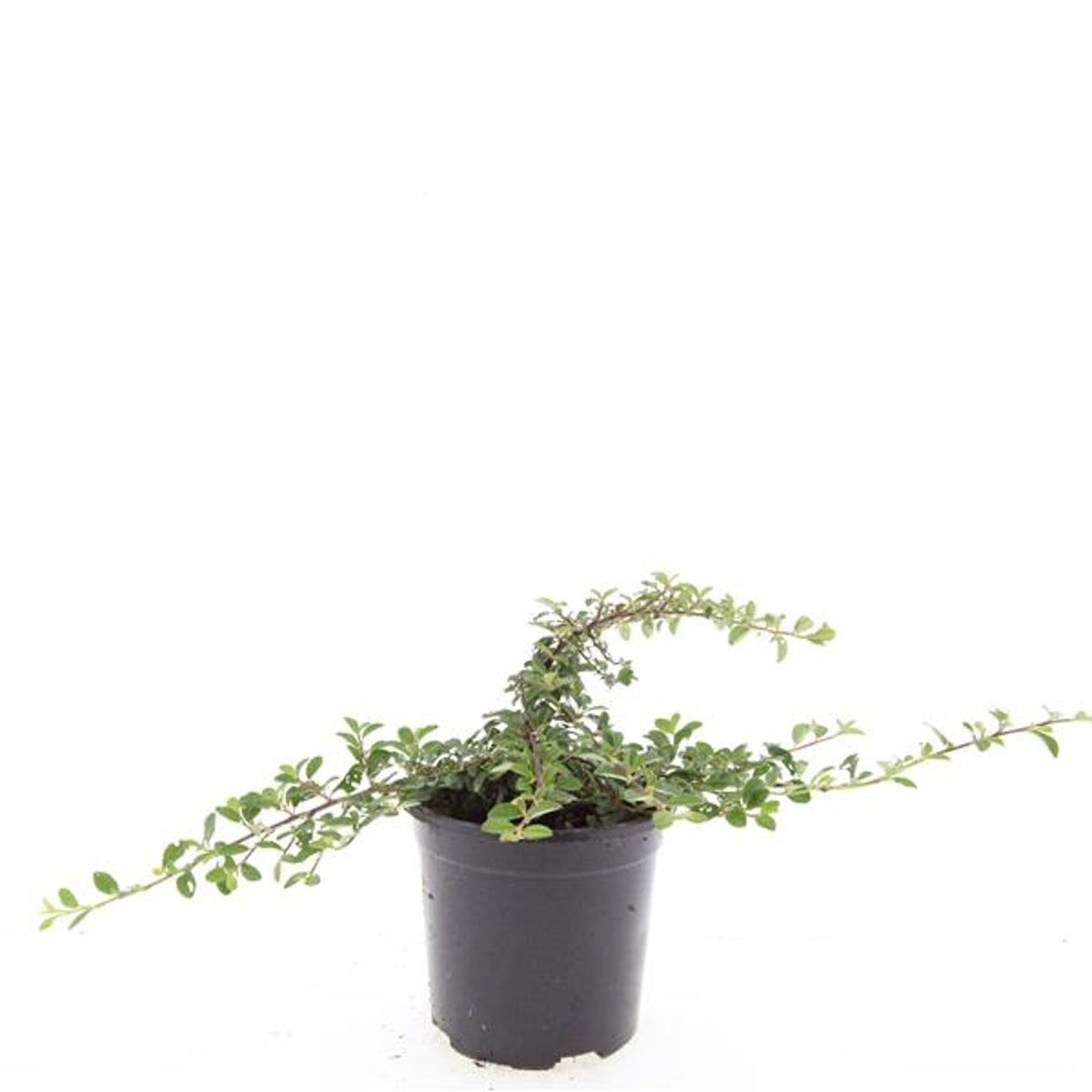 Cotoneaster dam. Mooncreeper 10cm 14cm Pot