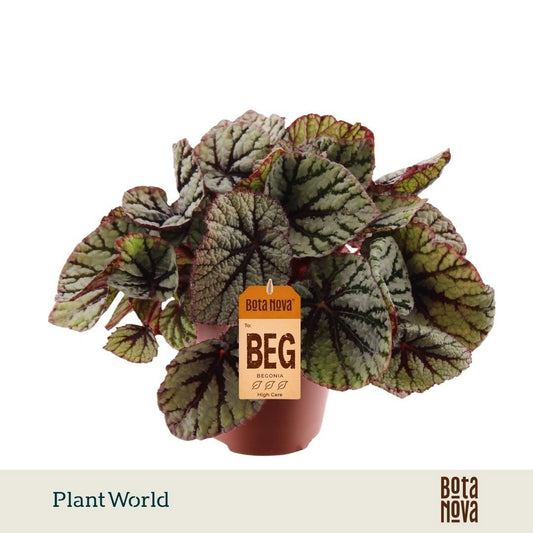 Plantworld Jogrow Begonia Magic Colours Fedor Pack of 8