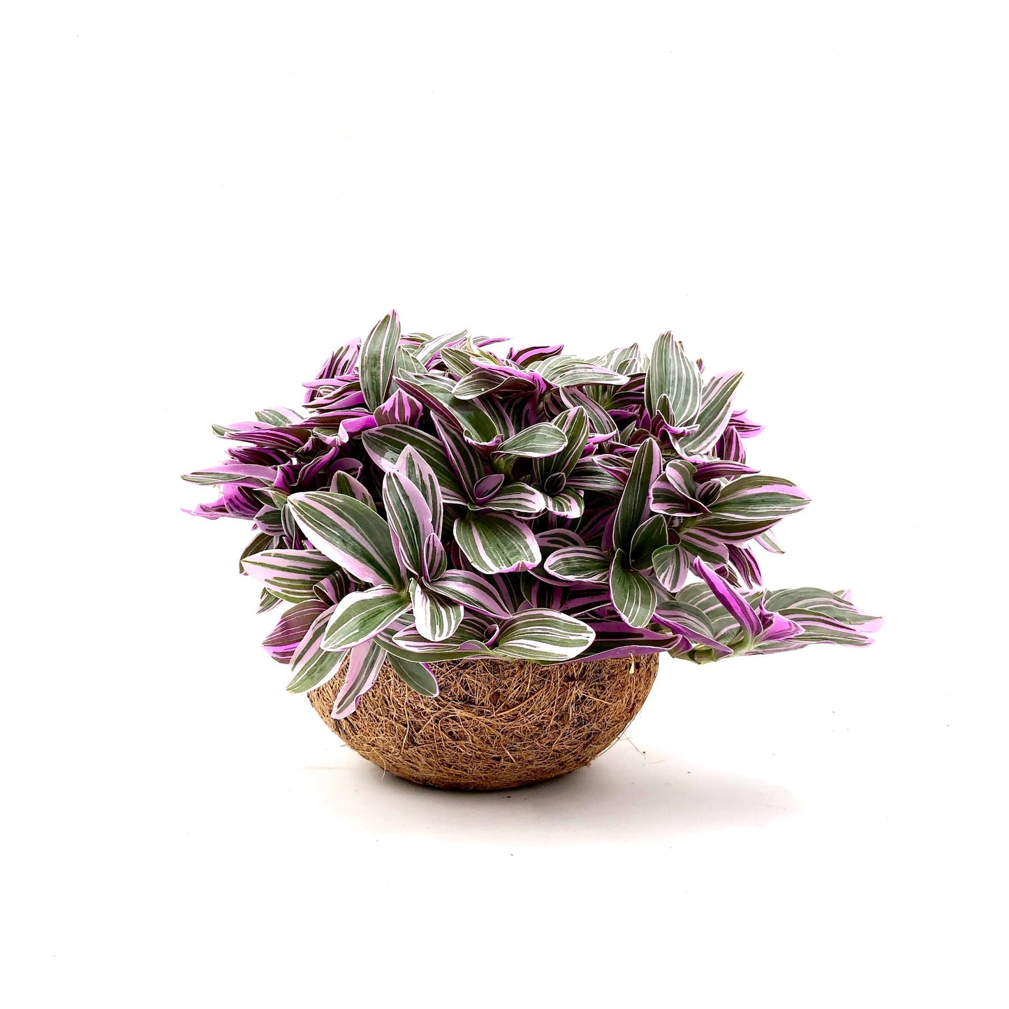 Tradescantia Sweetness 20cm 15cm Pot