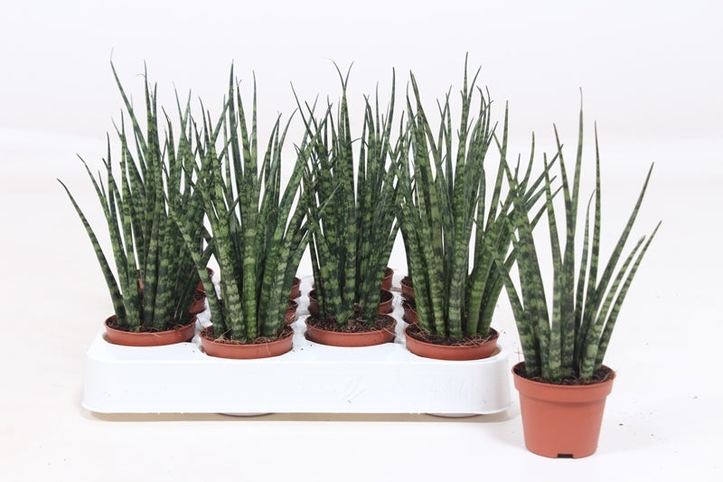 Fachjan BV Sansevieria Fernwood Mikado Pack of 20