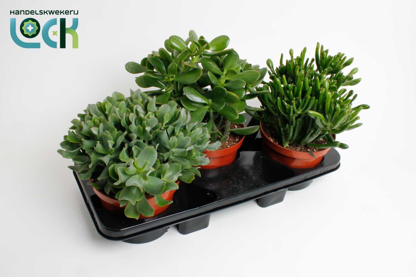 Lock, Handelskwekerij Crassula mix Pack of 3