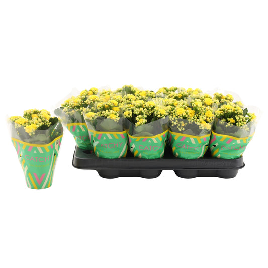 Kalanchoe yellow 15cm 8cm Pot