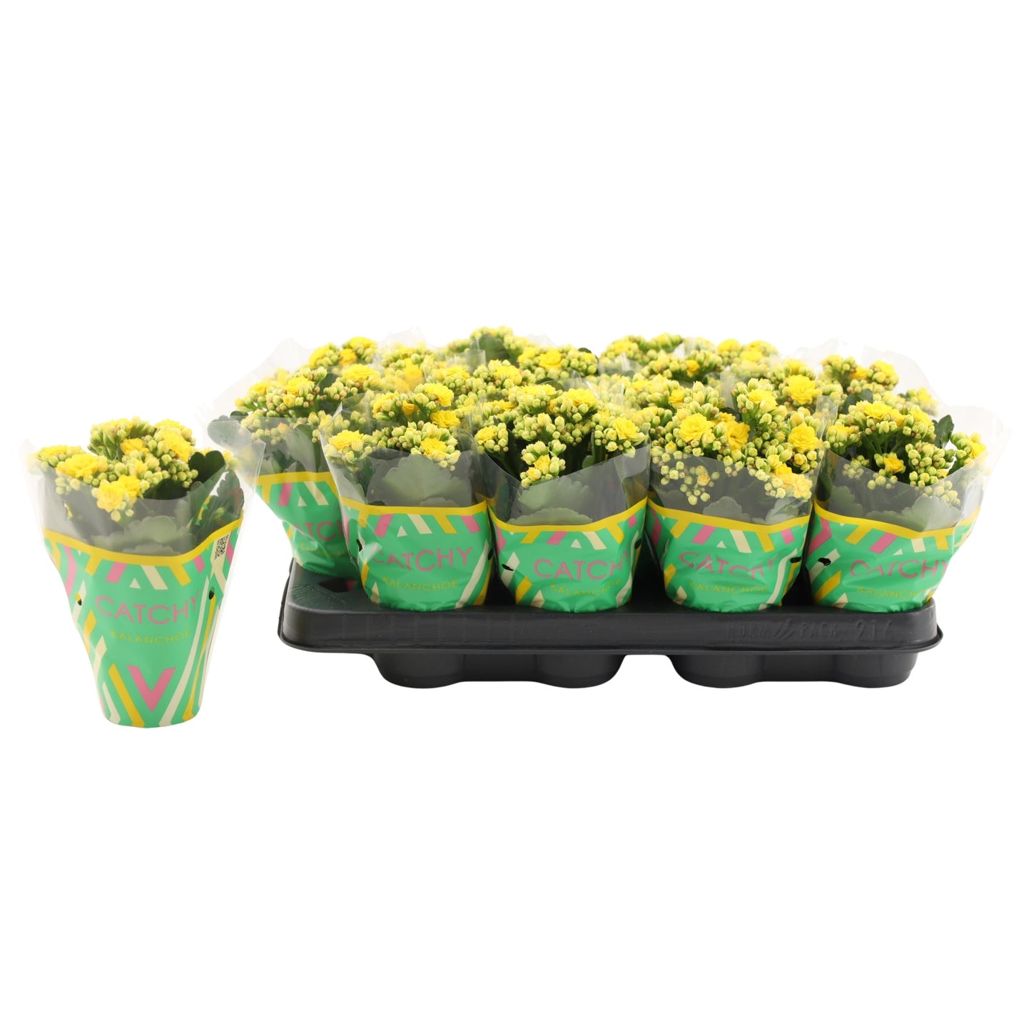 Kalanchoe Nolin Yellow 15cm 8cm Pot