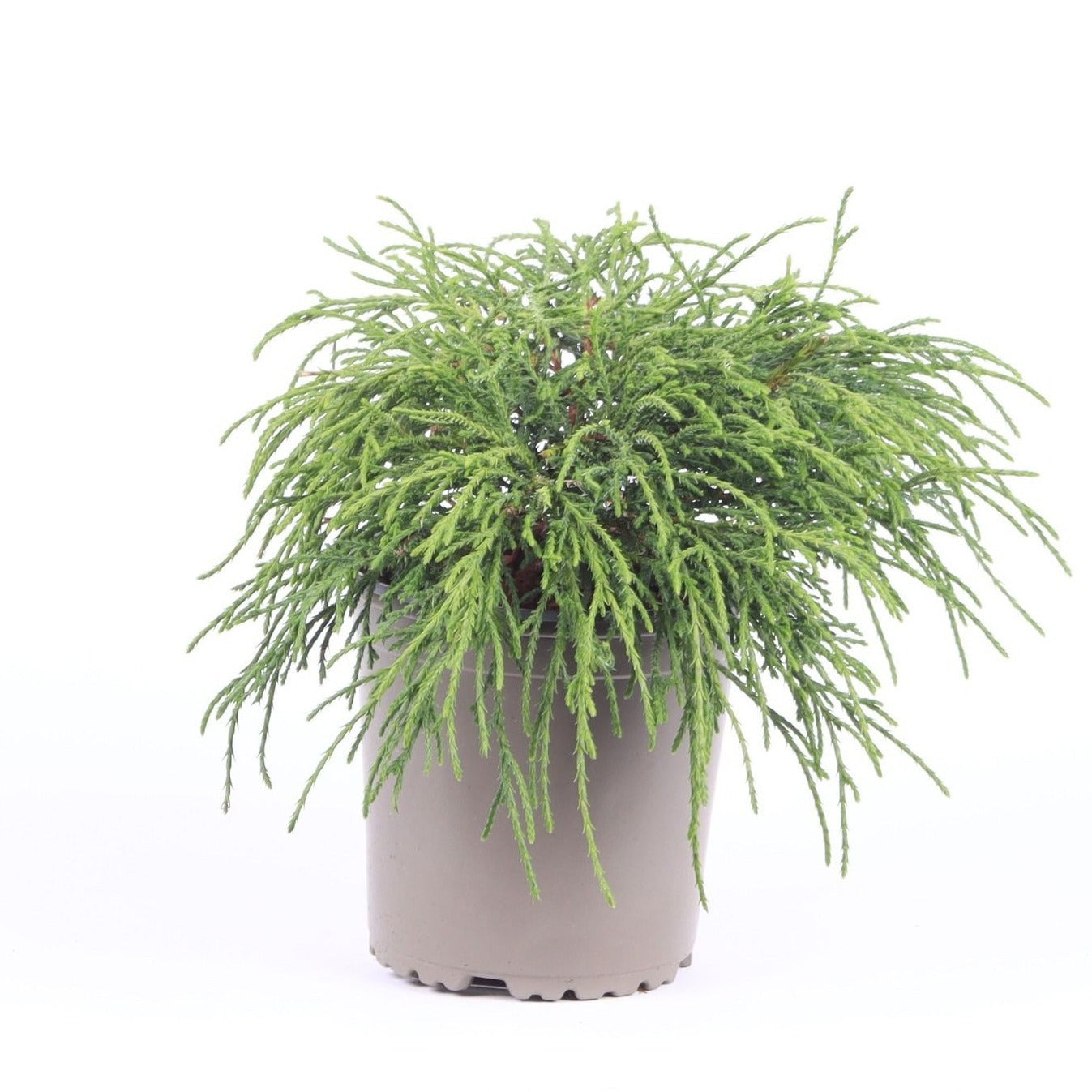 Chamaecyparis Filifera Nana 25cm 13cm Pot