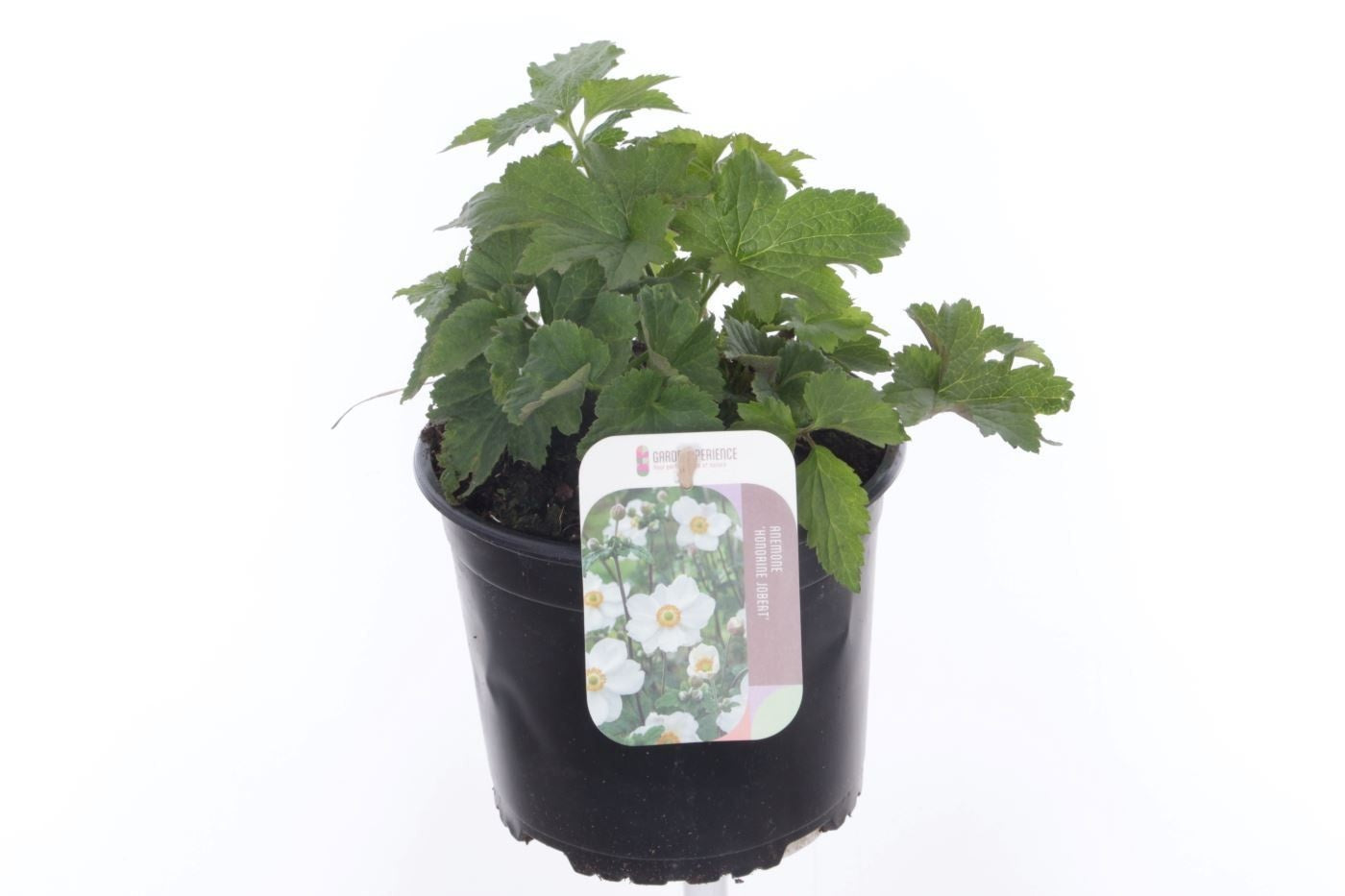 Anemone mix 45cm 17cm Pot