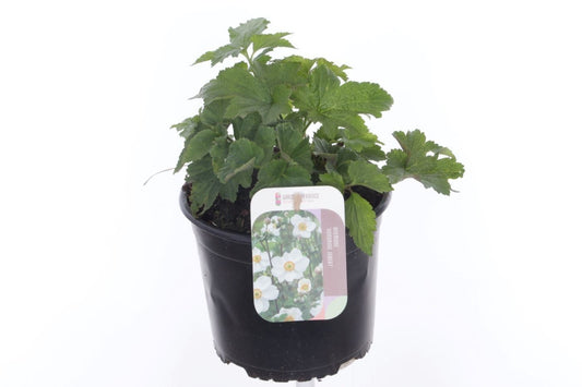 Anemone mix 45cm 17cm Pot