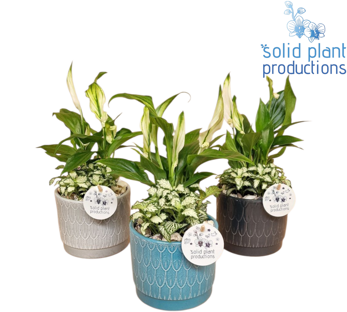 Spathiphyllum arrangement 35cm 12cm Pot