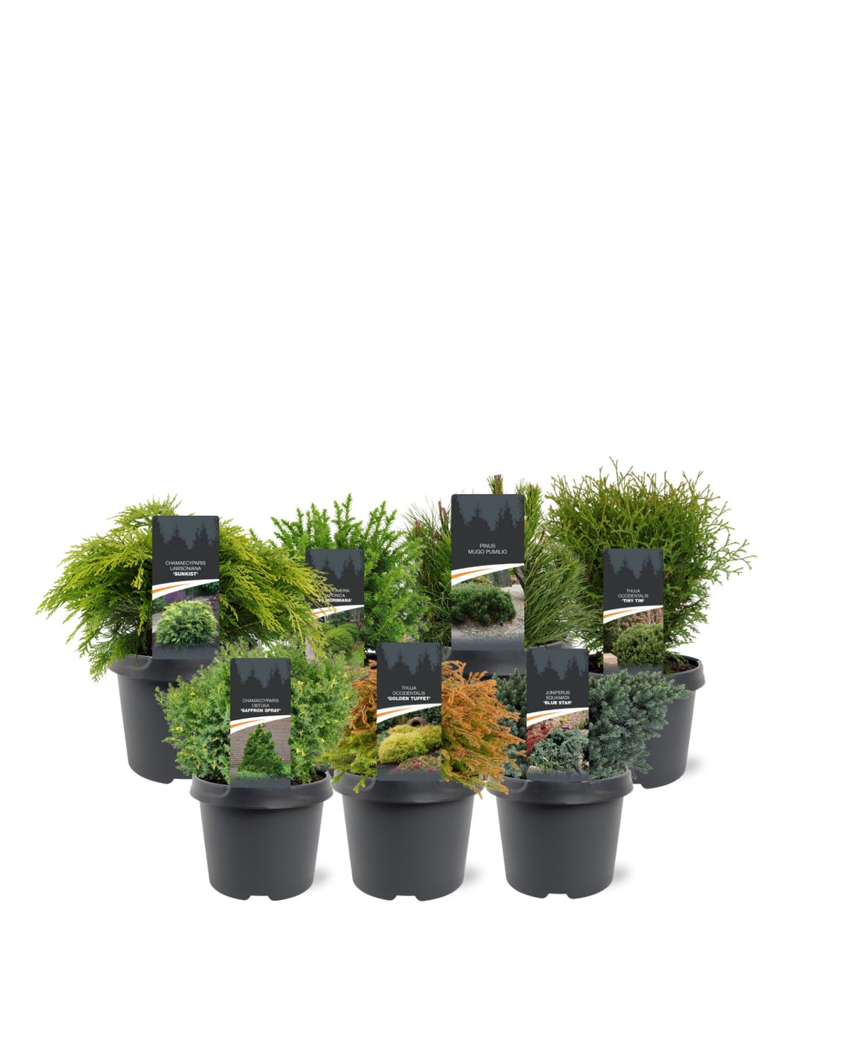 Conifer mix 40cm 19cm Pot