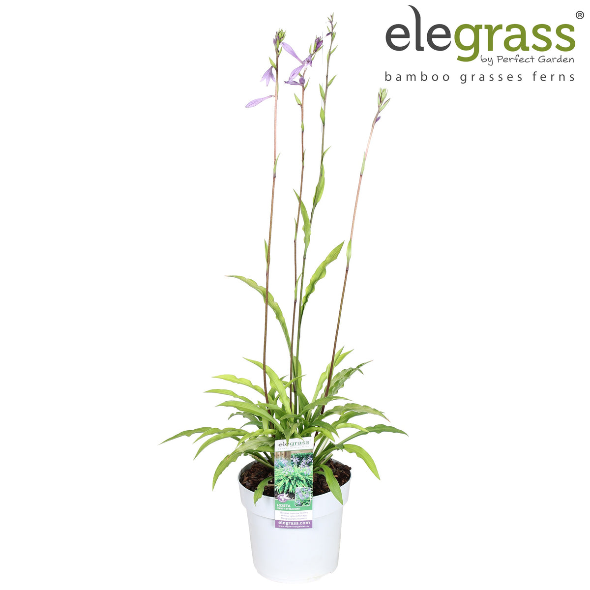 hosta-party-streamers-70cm-19cm-pot