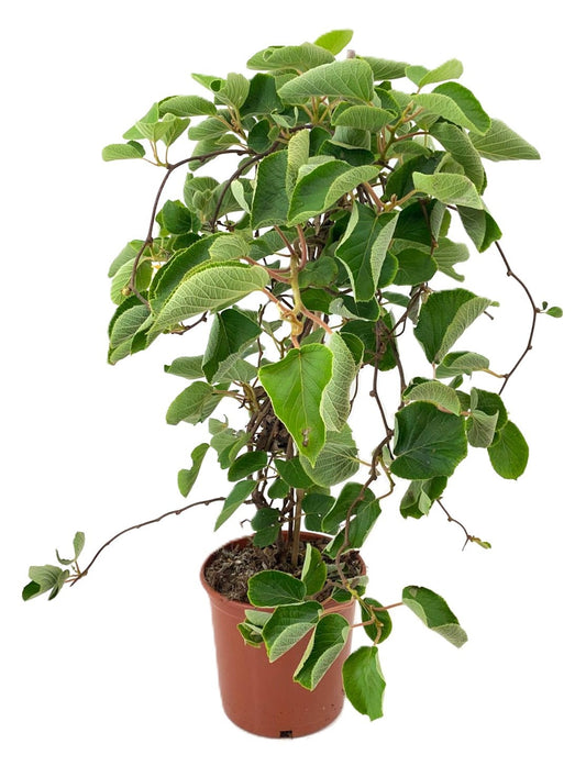 Actinidia deliciosa 80cm 21cm Pot